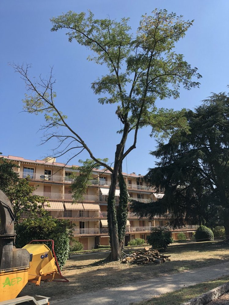 Abattage d'arbre Gleizé