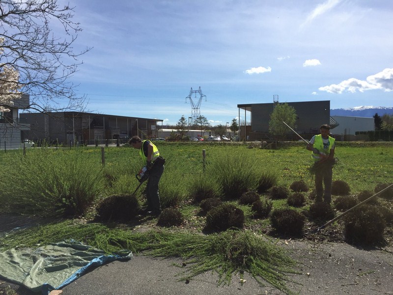 Taille Villefranche-sur-Saône