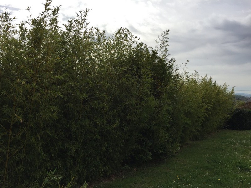 Taille Jassans-Riottier