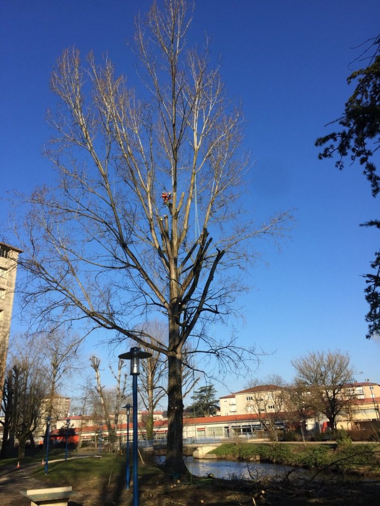 Elagage d'arbre Saint-Georges-de-Reneins