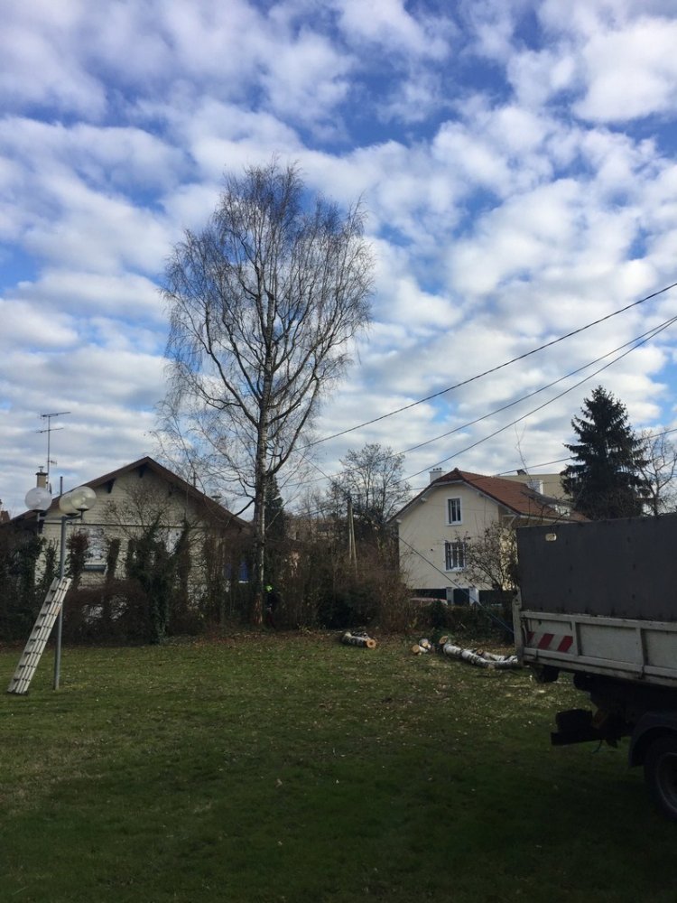 Abattage d'arbre Saint-Georges-de-Reneins