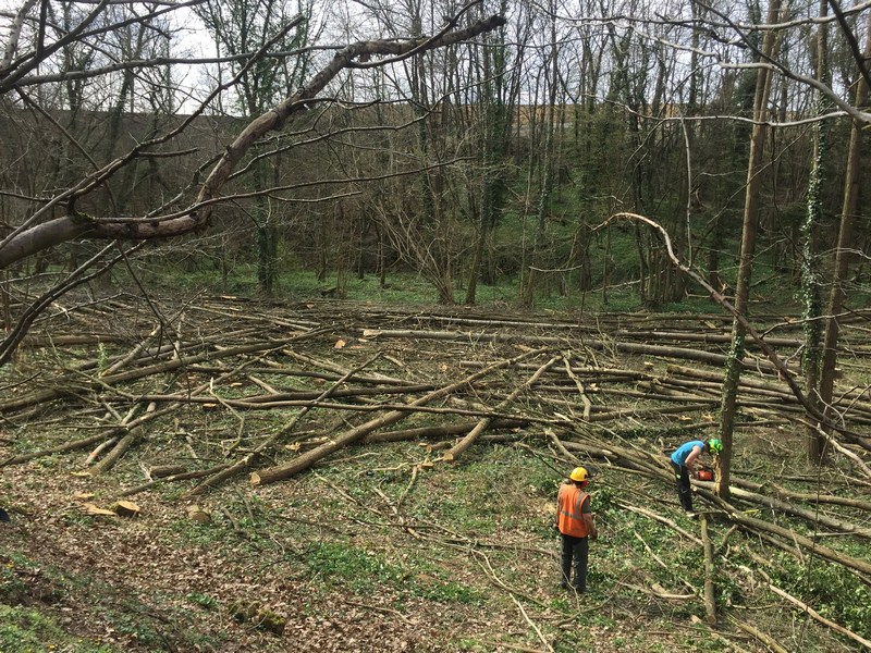 Abattage d'arbre Villefranche-sur-Saône