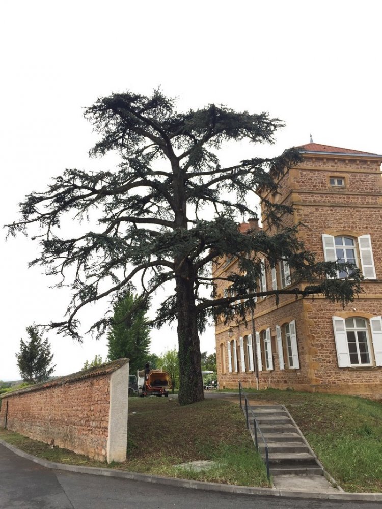 élagage d'arbre