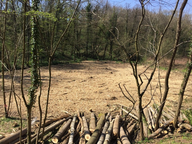 Abattage d'arbre Saint-Georges-de-Reneins