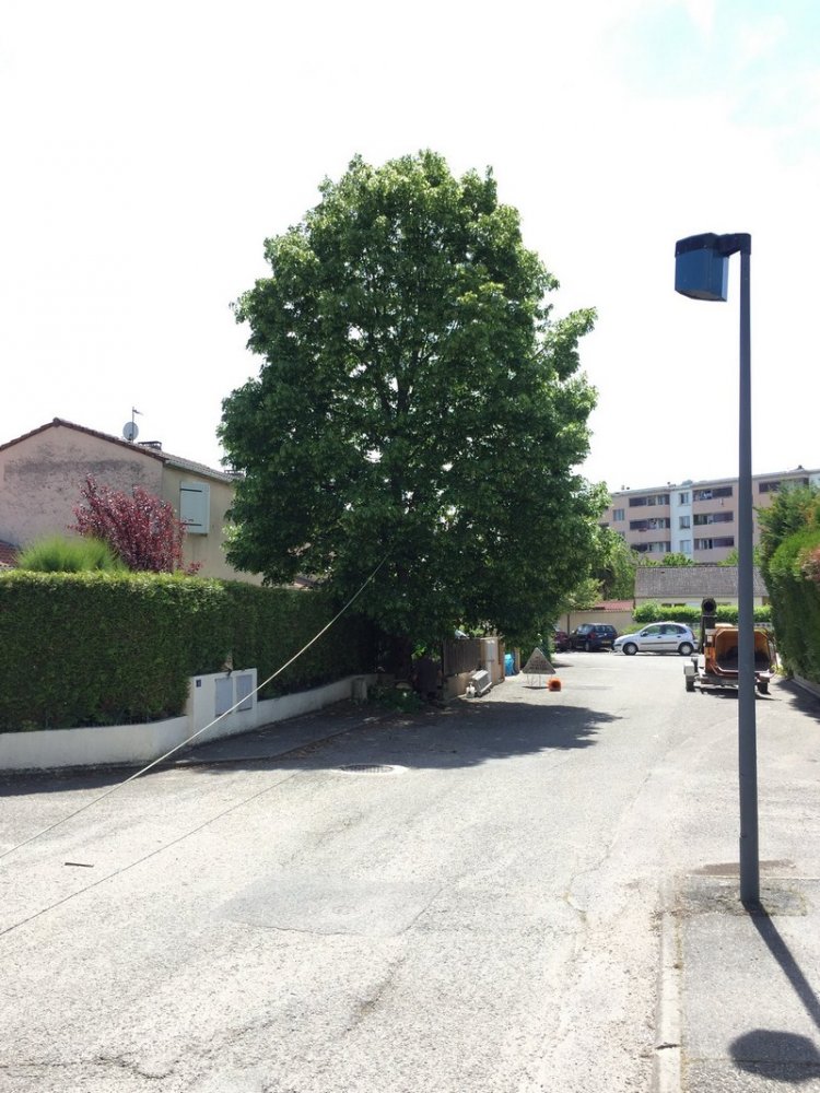 Abattage d'arbre Gleizé