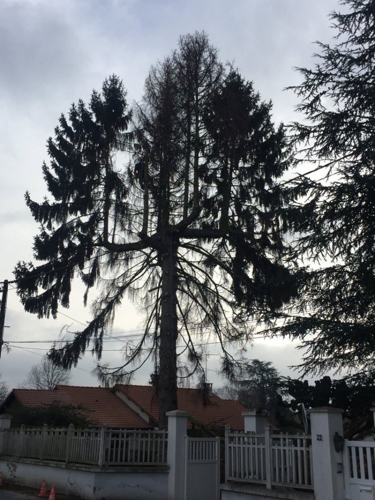  Abattage d'arbre Trévoux