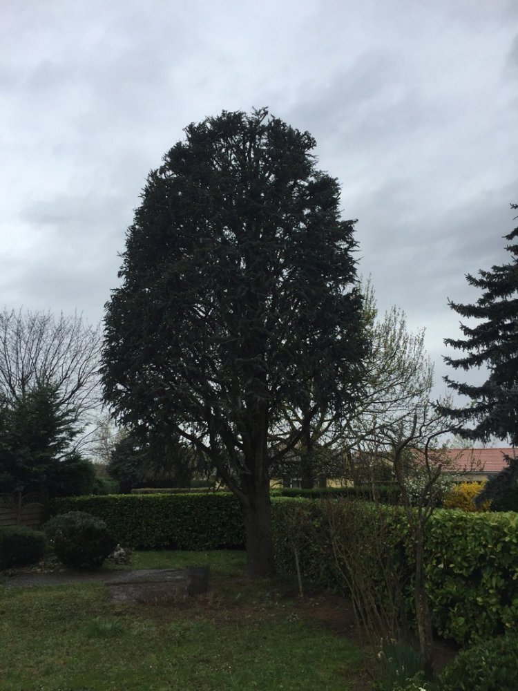 Elagage d'arbre Gleizé