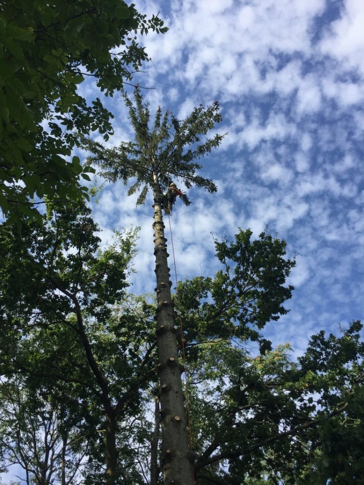 Abattage d'arbre Gleizé