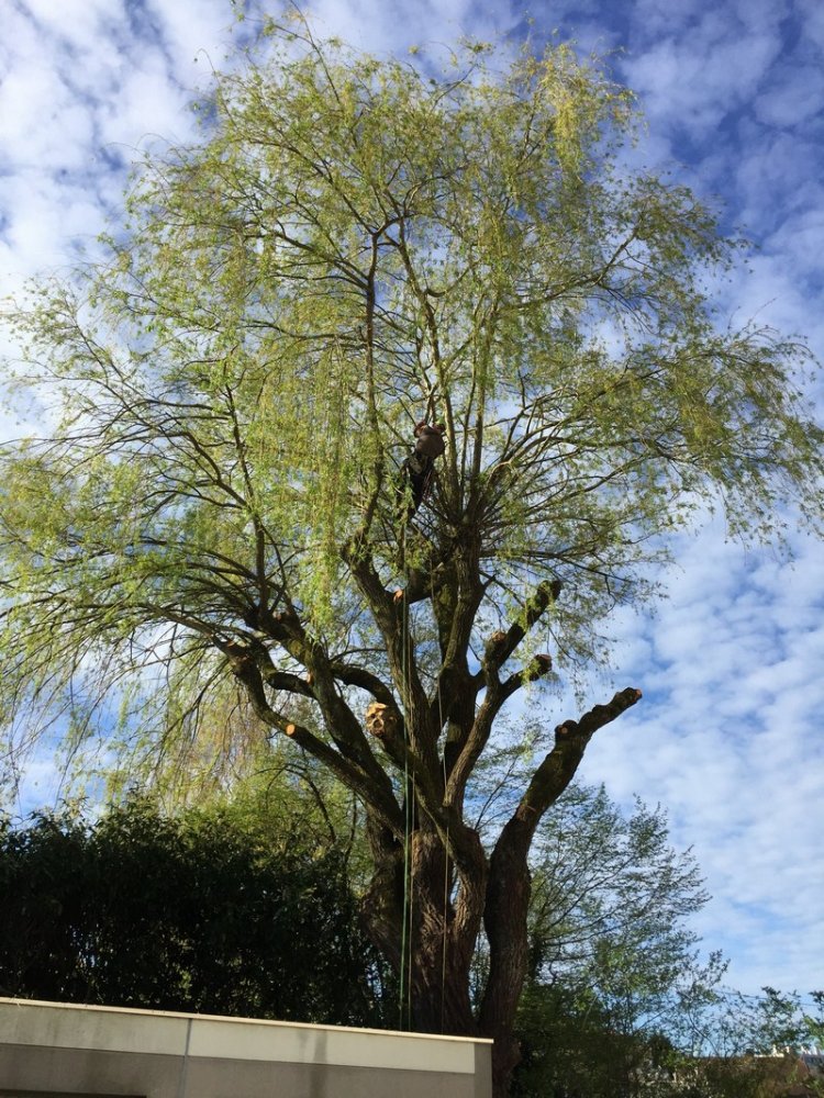 Elagage d'arbre