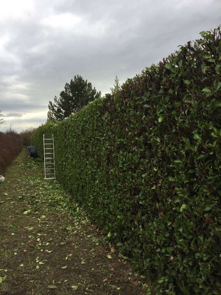 Taille Jassans-Riottier