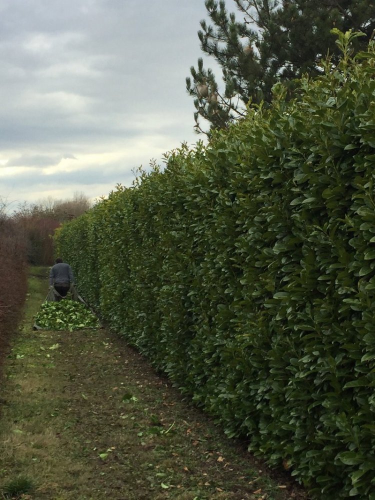  Taille Saint-Georges-de-Reneins