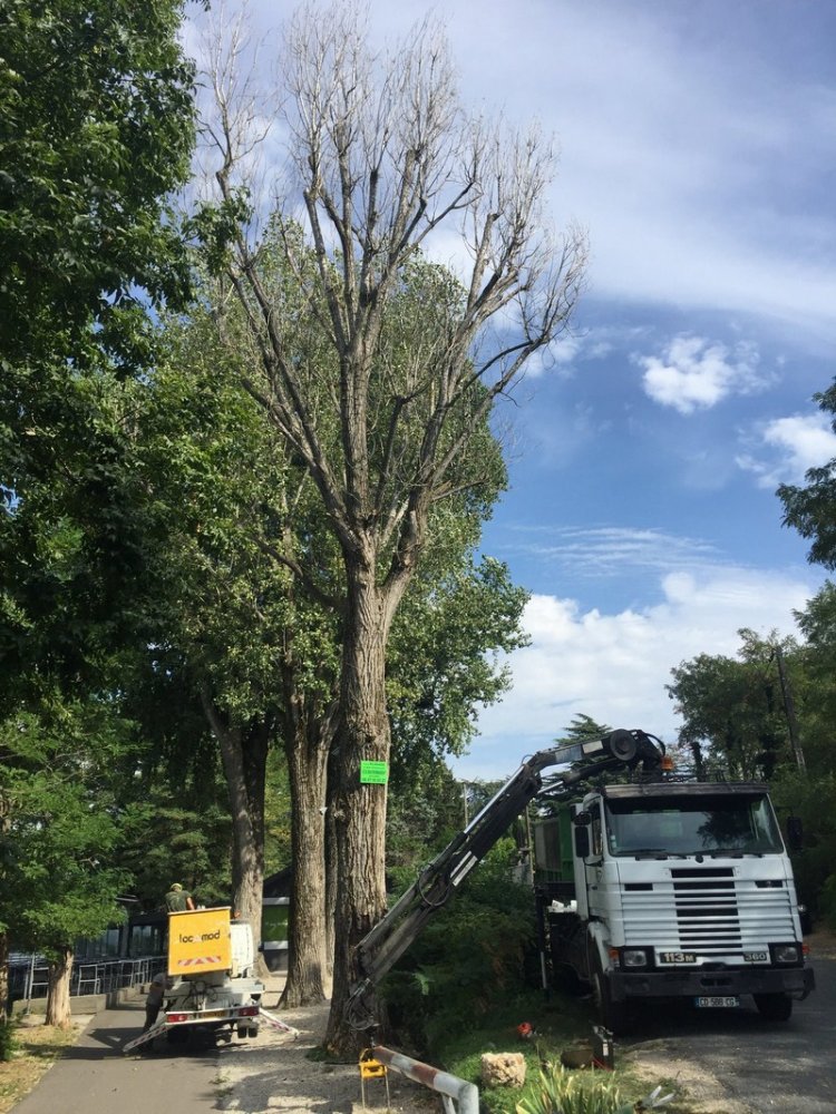 Abattage d'arbre Anse