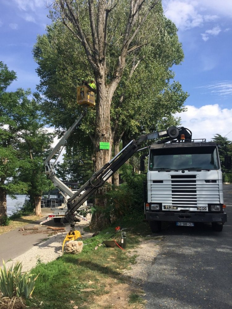 Abattage d'arbre Anse